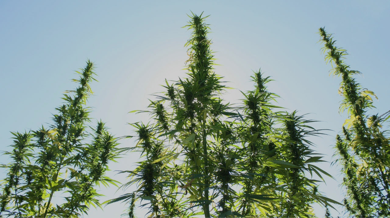 KanaVape gallery image