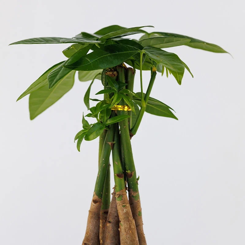 Pachira aquatica (Money Tree) Braid - Screenshot 2 showing product features and functionality