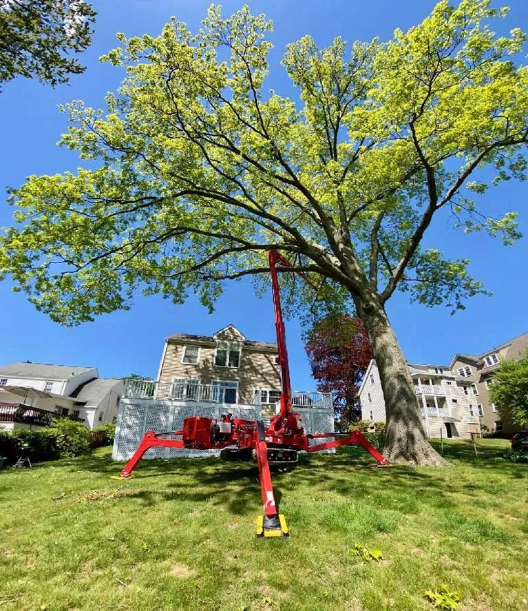 Services d'élimination des arbres aux États-Unis