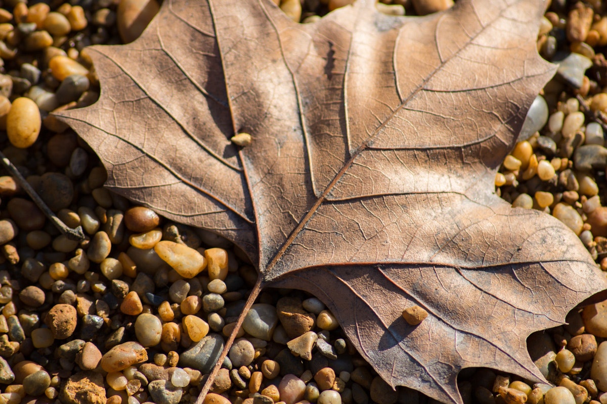 Realgraphy.org gallery image