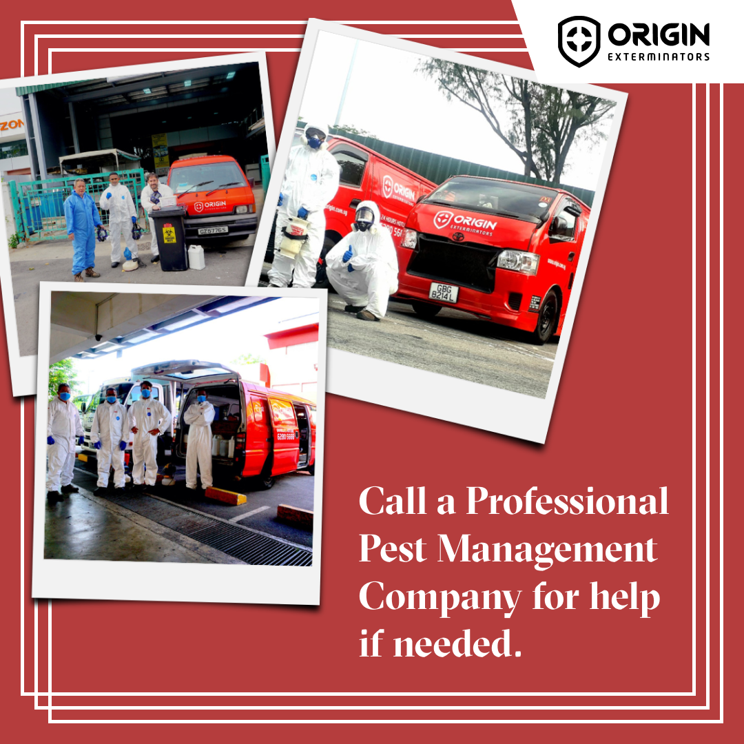 Pest Control Services Singapore gallery image