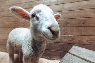 Goat 2 Meeting gallery image