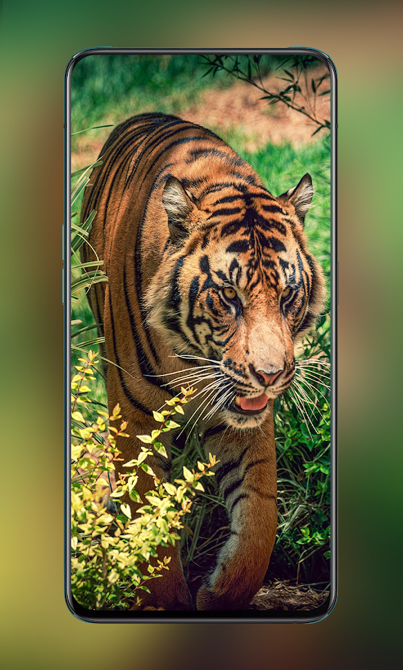 Download Over 100K HD Animal Wallpapers gallery image