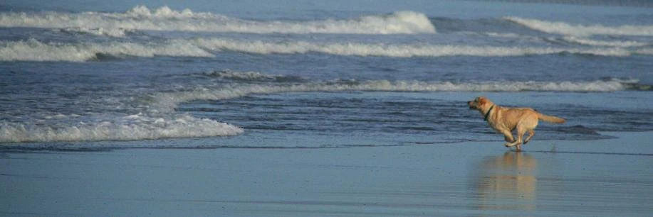 Angela Gyetvan cover