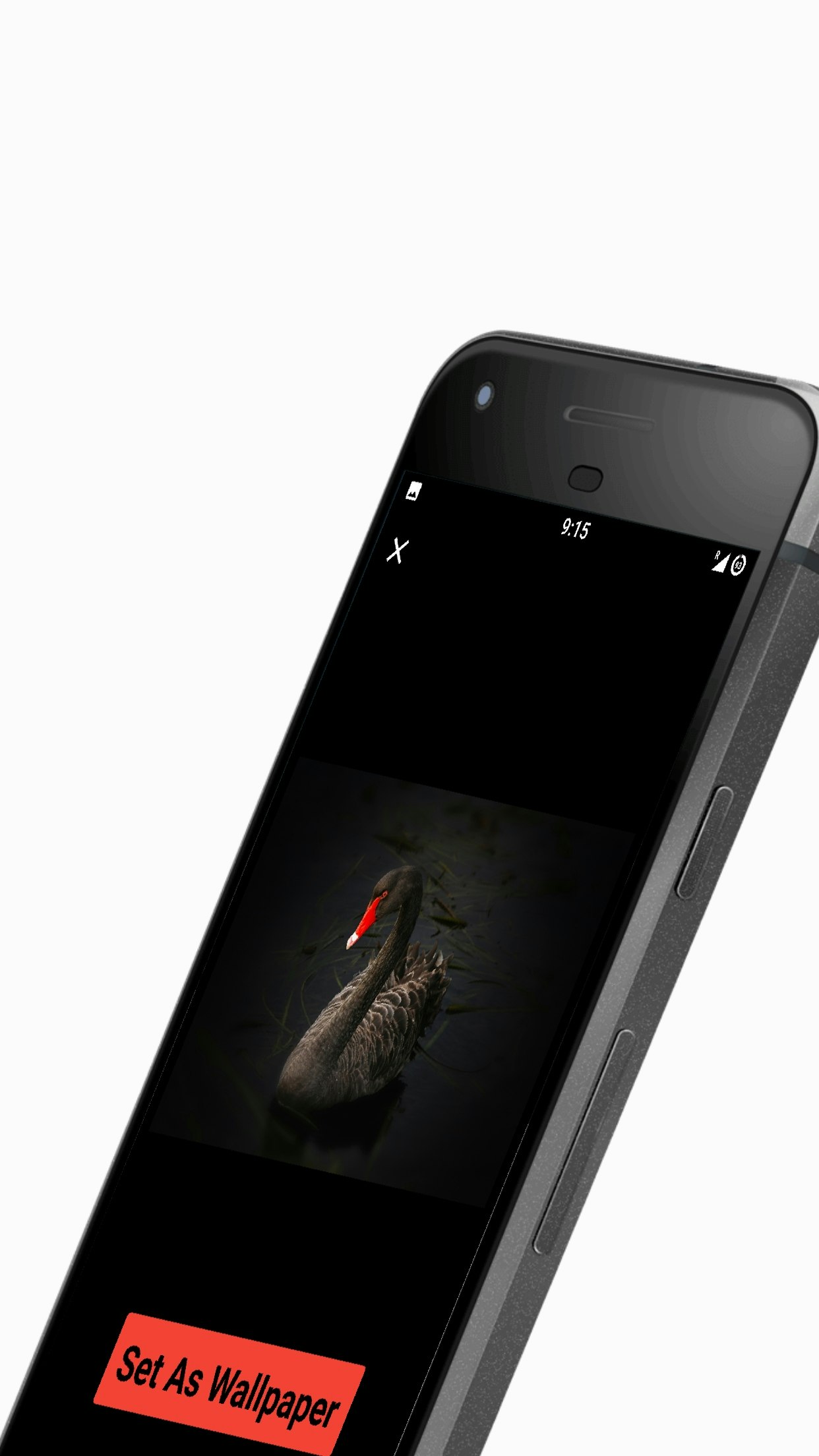 Black Wallpapers gallery image