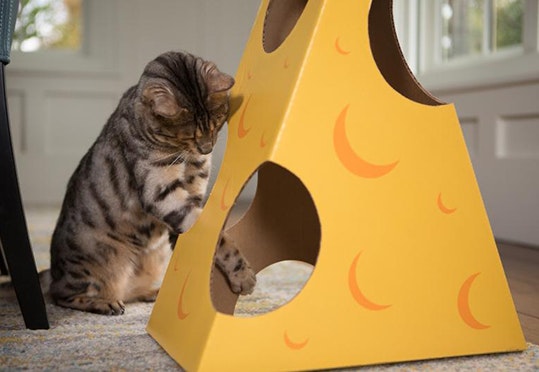 Cat in the Box gallery image