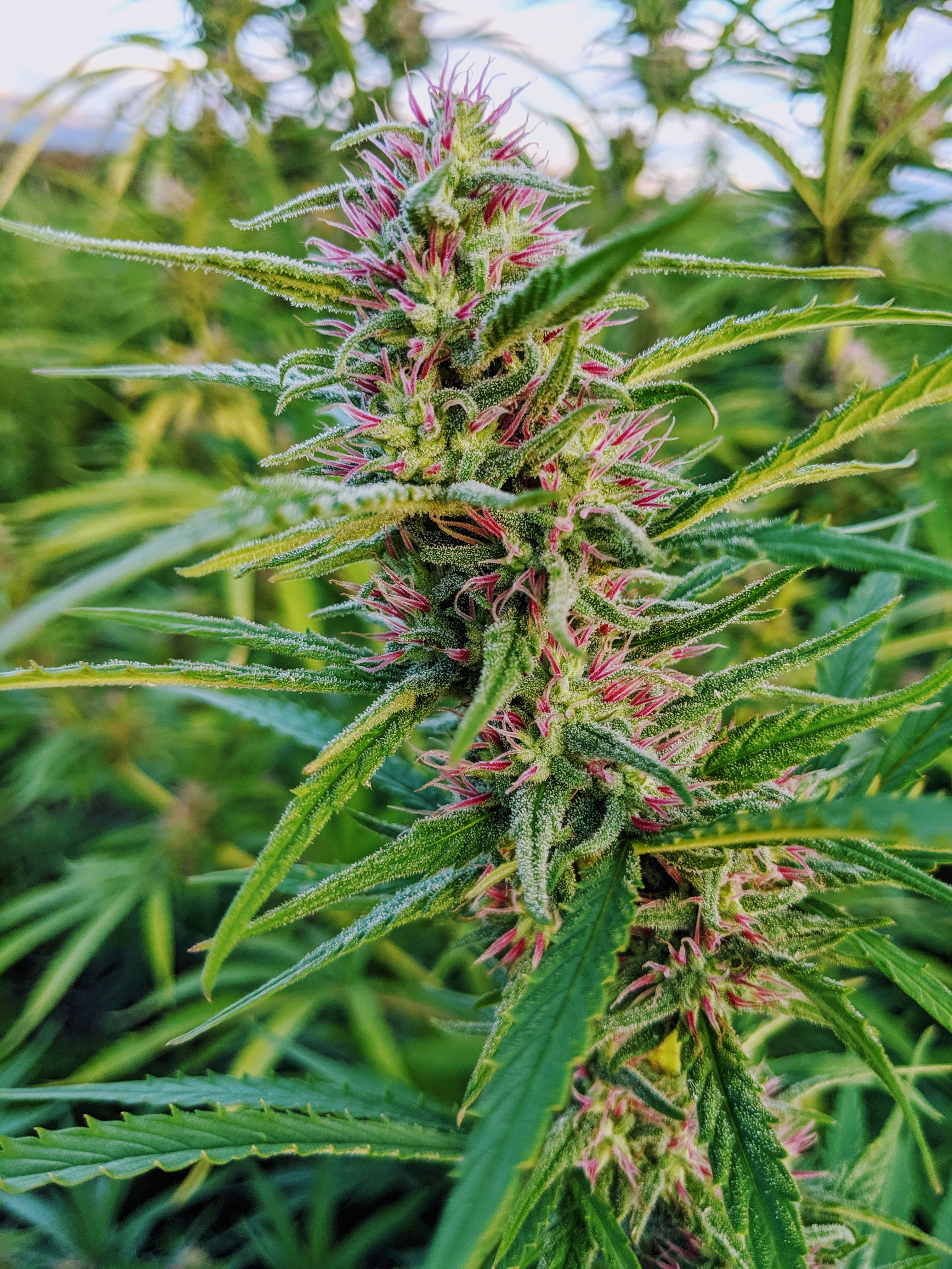 Grow It From Home gallery image