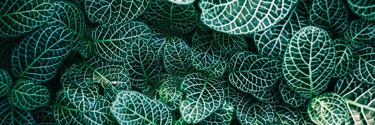 Ferenc Forgacs cover