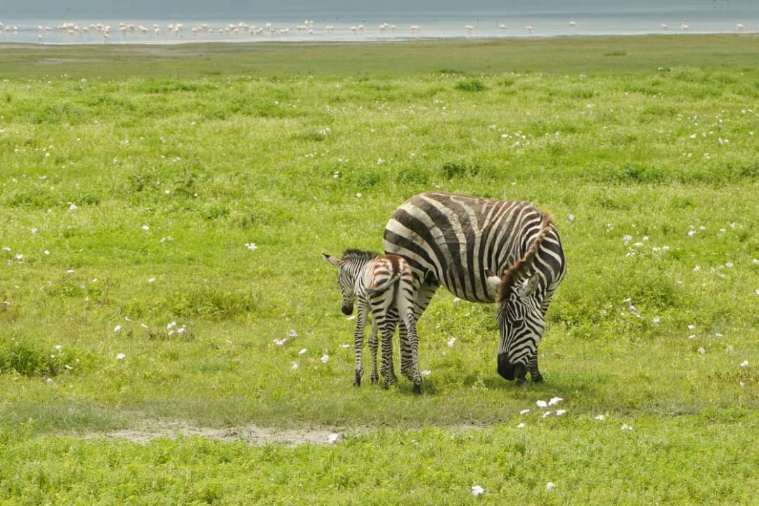 Africantrust Safari gallery image