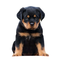Premium Pet House gallery image