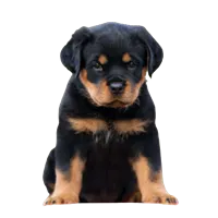 Premium Pet House gallery image