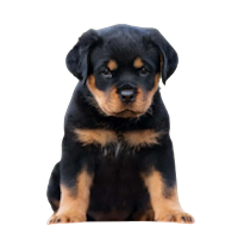 Premium Pet House screenshot 9