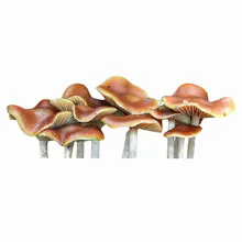 Wavy Cap magic Mushroom gallery image