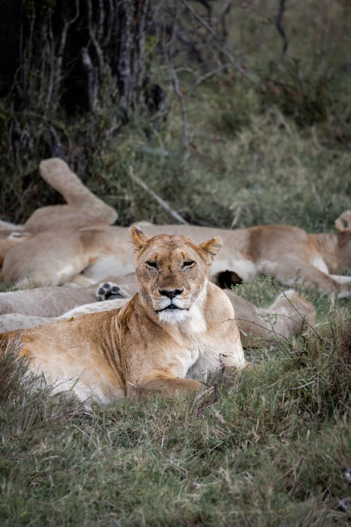 Africantrust Safari gallery image