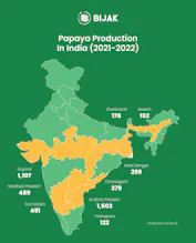Papaya Production, Cultivation & Trade gallery image