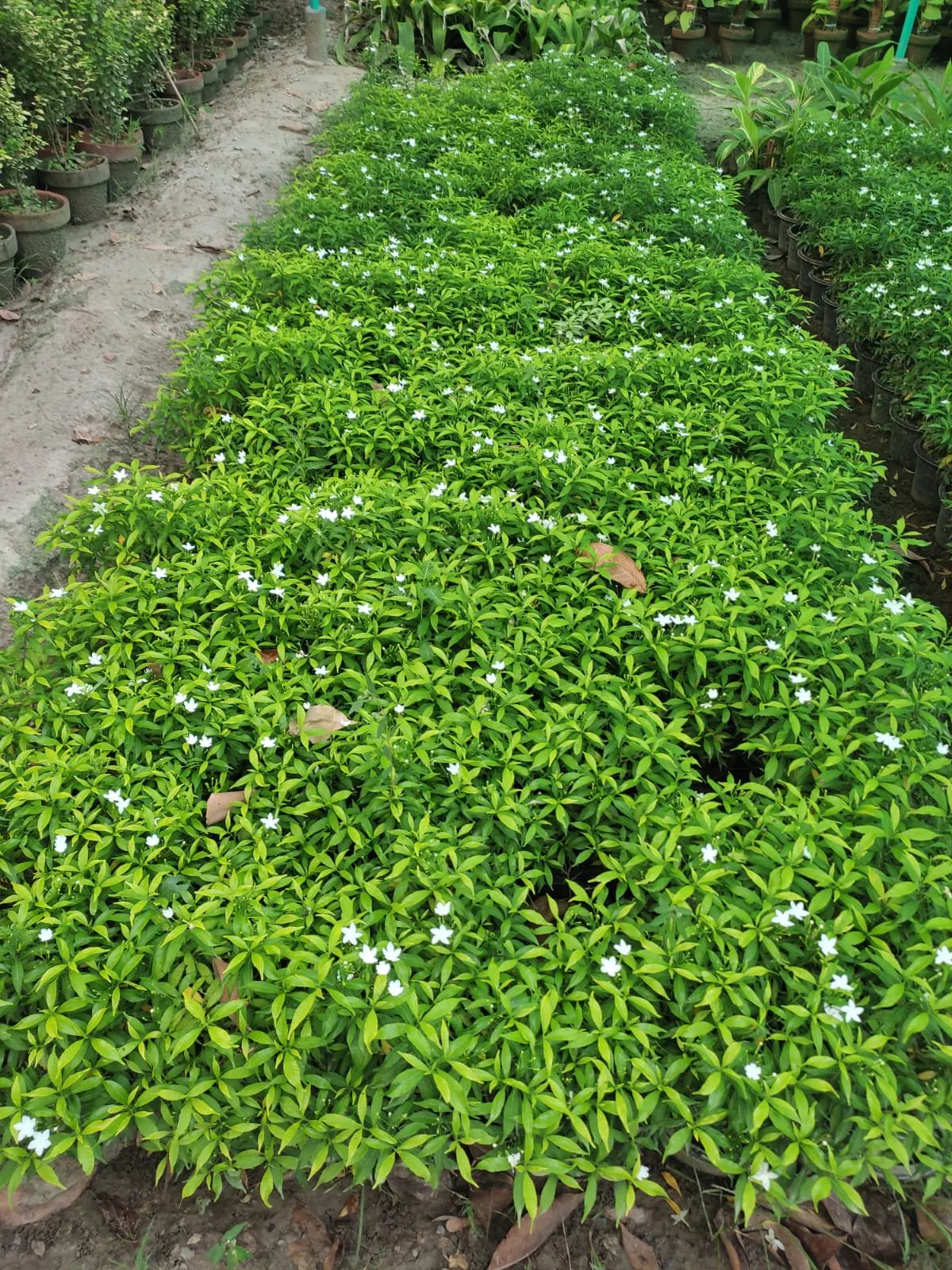 faizannursery gallery image