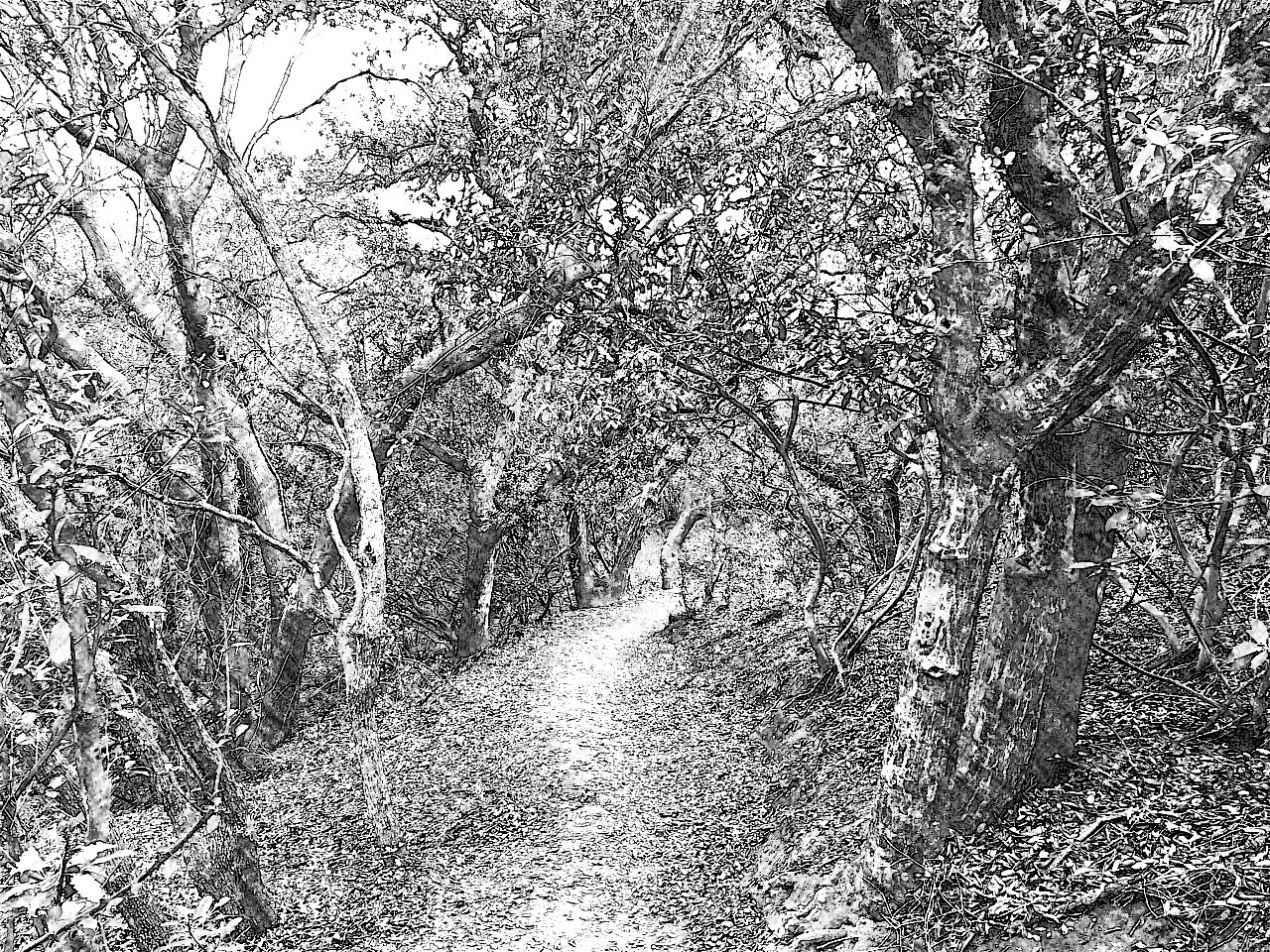 Essential Elements gallery image