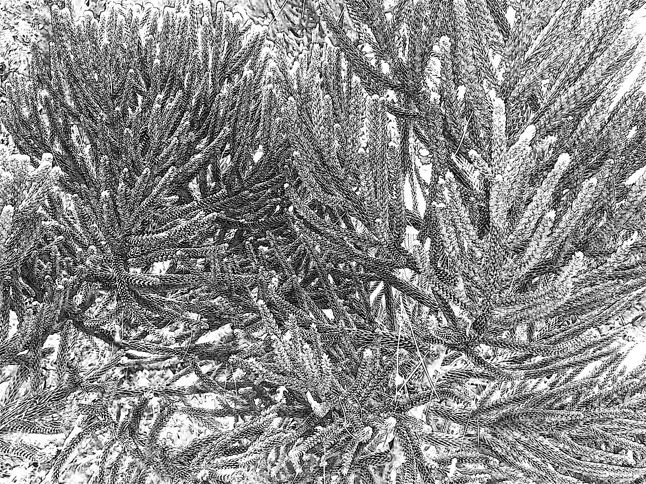 Essential Elements gallery image