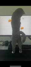 Cat TV gallery image
