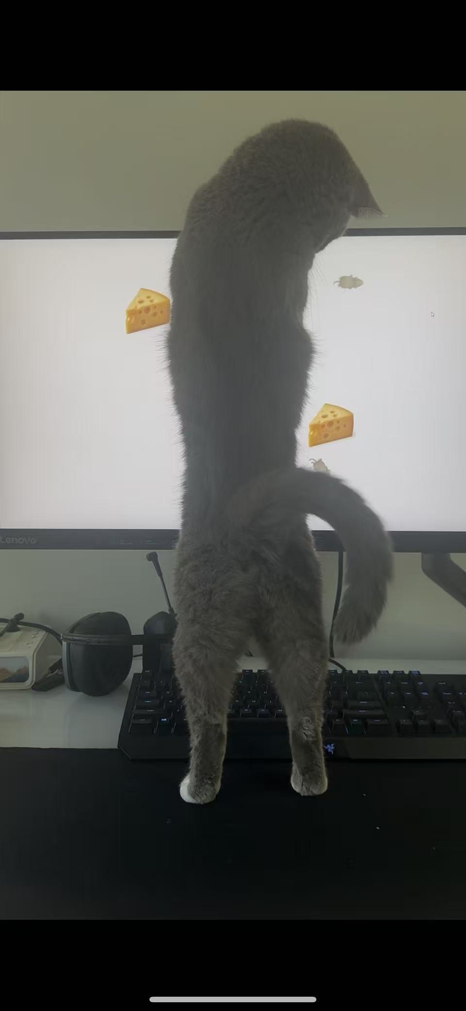 Cat TV screenshot 3 Cat TV screenshot 3