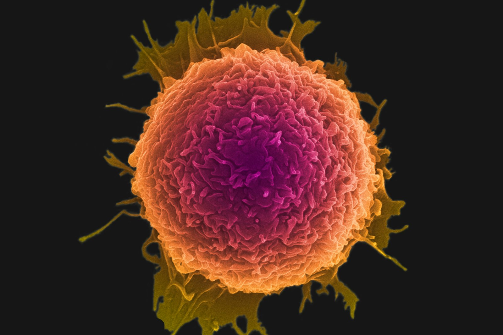 TechHoly gallery image