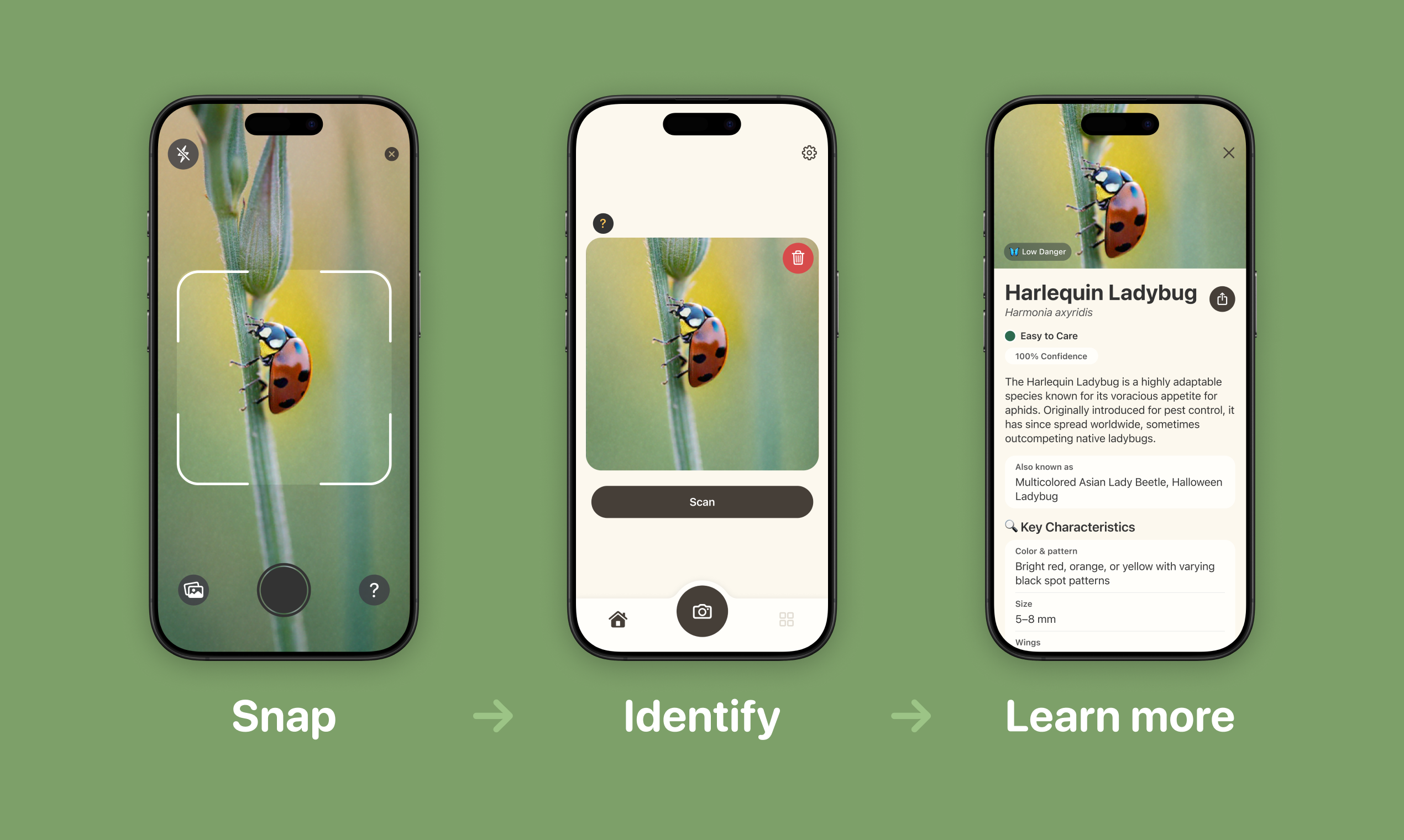 BugPic media 2