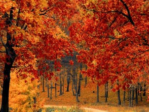 FreePhotos.cc gallery image