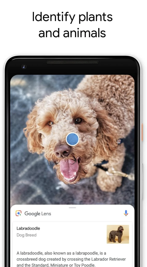 Google Lens Image