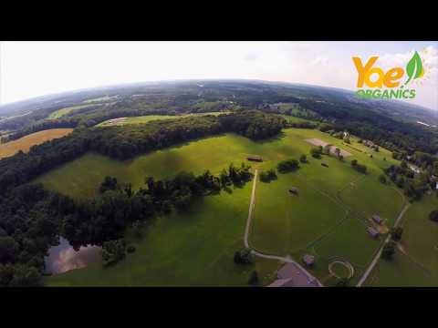 Yae! Organic Juice Powders gallery image