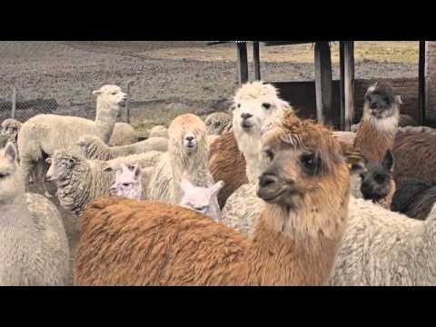 ADOPT A LLAMA gallery image