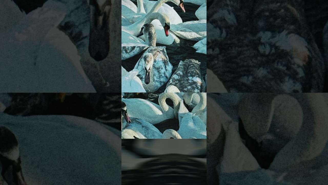 ssssampler gallery image