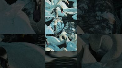 ssssampler gallery image