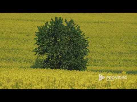 Pro Video Factory gallery image