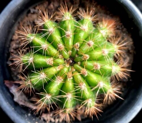 Comprar plantas suculentas en línea - Comprar plantas suculentas en línea media 3