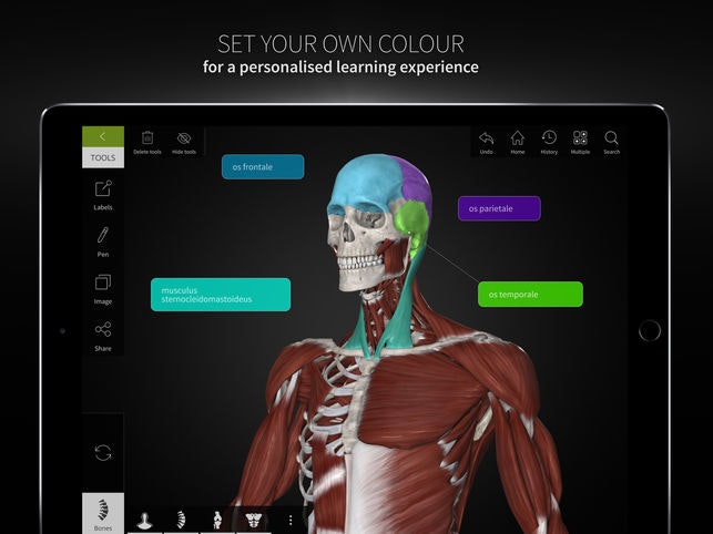 Anatomyka gallery image