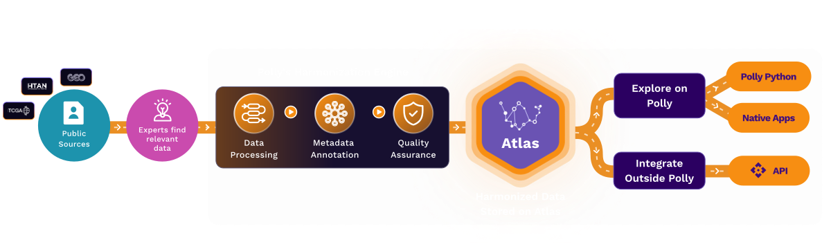 Elucidata gallery image