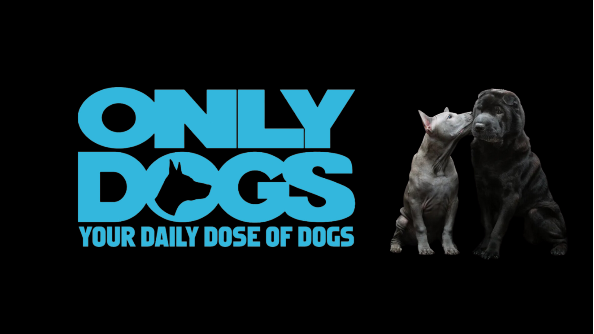 Only Dogs - Main product screenshot demonstrating key features and user interface