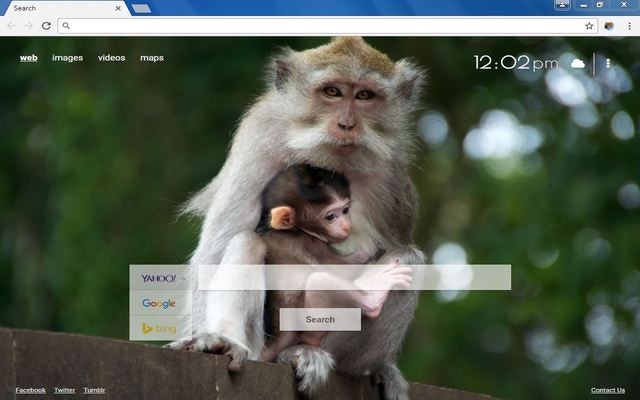 Monkey Wallpapers Chrome Extension gallery image