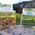 Fragrant Moss