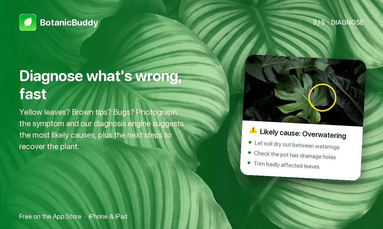 Botanic Buddy - Plant Identification App gallery image