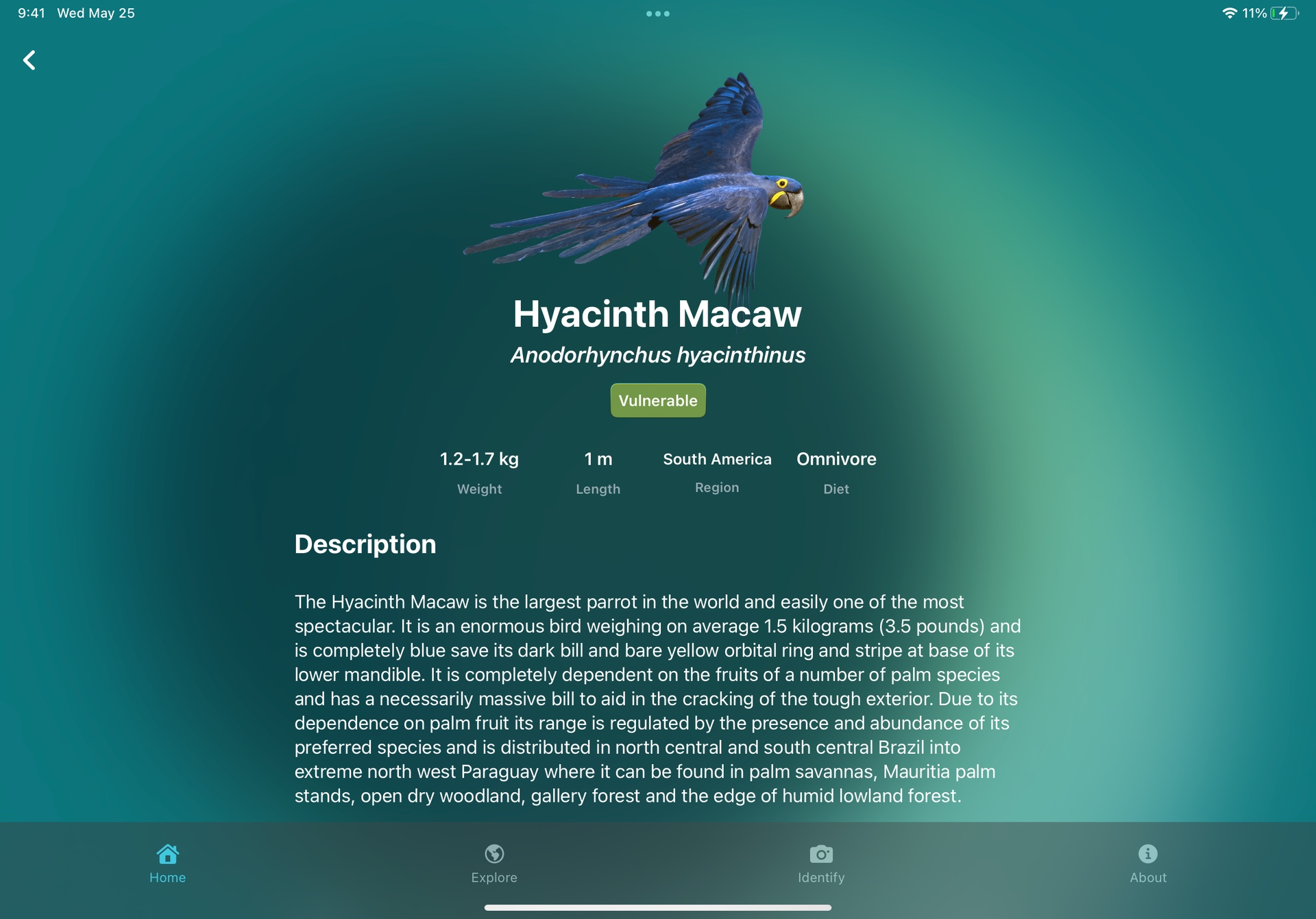 Birdipedia gallery image