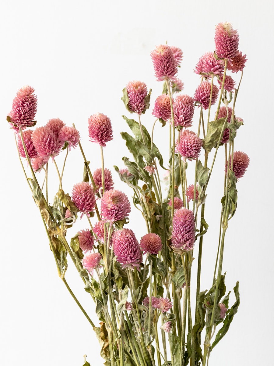 GLOBOSA FLOWER - BLUSH PINK