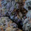 Weed Delivery in Waterloo