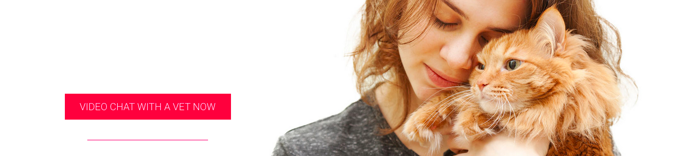 PawSquad gallery image