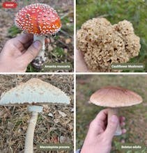 Mushroom Identification gallery image