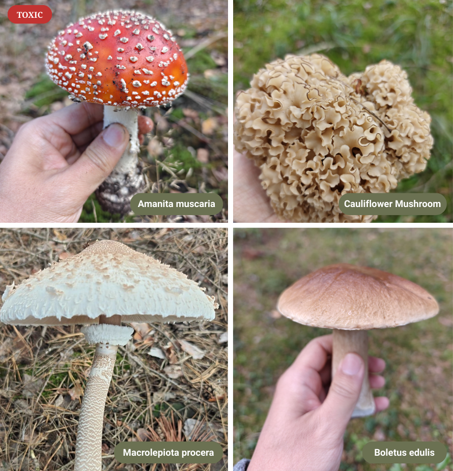 Média Identification des champignons - Un identifiant de champignons AI simple pour une pièce d'identité de champignon rapide 2