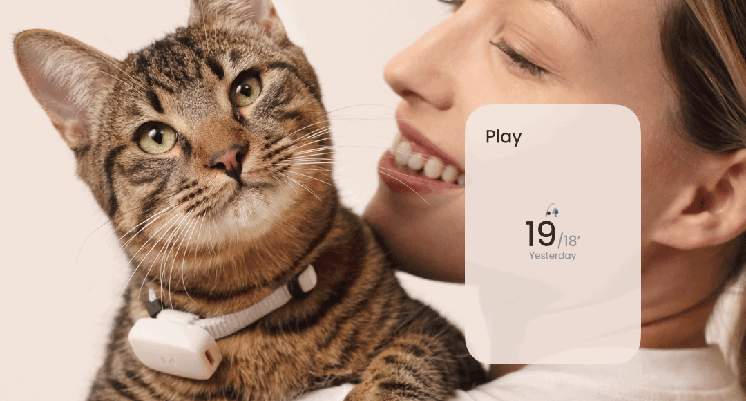 Moggie media 2