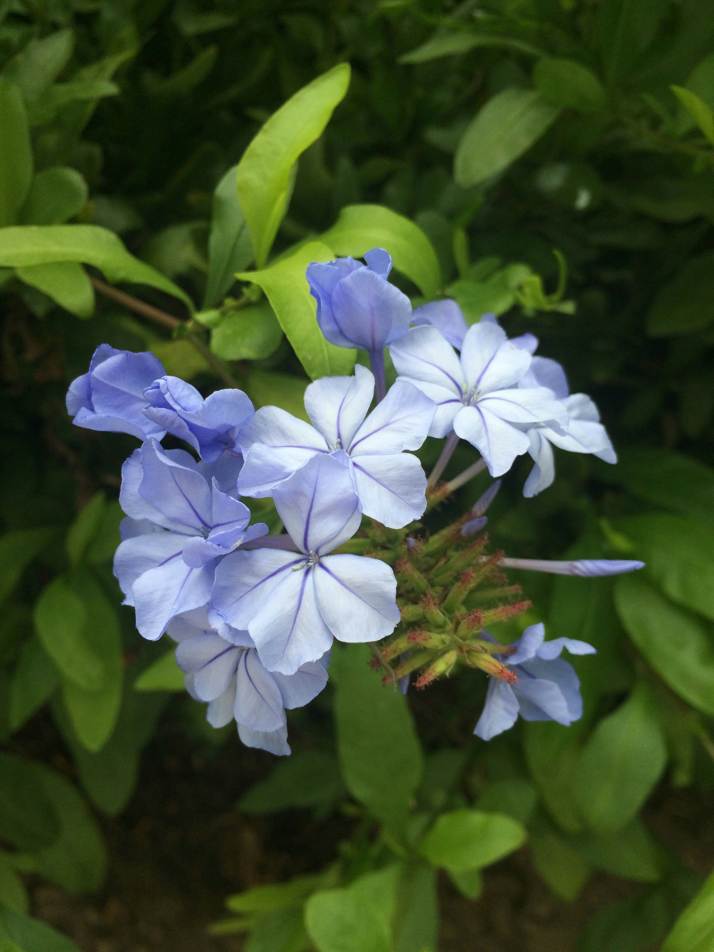 Audrey 2.0 gallery image