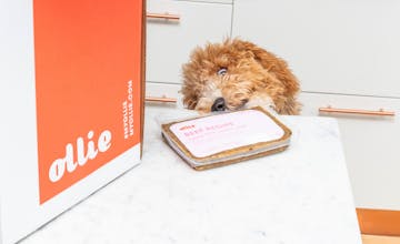 Ollie Pets 2.0 gallery image