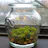 Fragrant moss in bowl